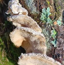 Attēlu rezultāti vaicājumam “Trametes hirsuta”
