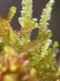 Attēlu rezultāti vaicājumam “Odontoschisma sphagni”