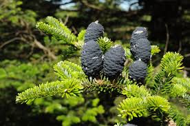 Attēlu rezultāti vaicājumam “Abies”