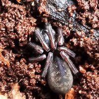 Attēlu rezultāti vaicājumam “Agelenidae”