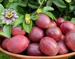 Attēlu rezultāti vaicājumam “Rumex acetosa fruit”