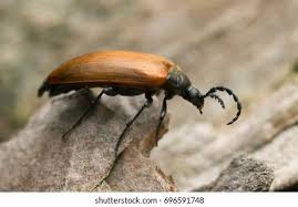 Attēlu rezultāti vaicājumam “Pseudocistela ceramboides”