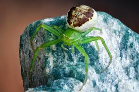 Attēlu rezultāti vaicājumam “Diaea dorsata”