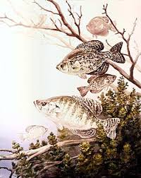 Image result for Pomoxis annularis