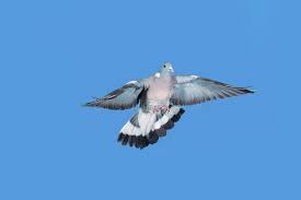 Attēlu rezultāti vaicājumam “Columba palumbus adult”