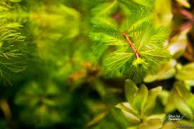Attēlu rezultāti vaicājumam “Myriophyllum spicatum”