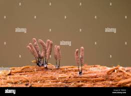 Attēlu rezultāti vaicājumam “Stemonitis axifera young”