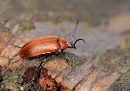 Attēlu rezultāti vaicājumam “Pseudocistela ceramboides”