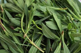 Attēlu rezultāti vaicājumam “Armeria vulgaris leaf”