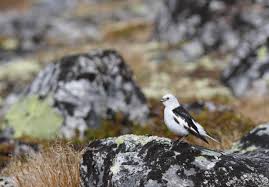 Attēlu rezultāti vaicājumam “Plectrophenax nivalis”