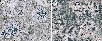 Attēlu rezultāti vaicājumam “Opegrapha atra”