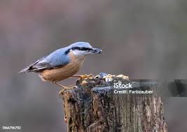 Attēlu rezultāti vaicājumam “Sitta europaea male”