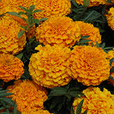 Attēlu rezultāti vaicājumam “Tagetes”