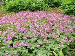 Image result for Storchschnäbel