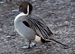 Image result for Anas acuta