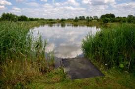 Image result for Reigate & District Angling Association