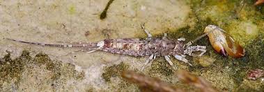 Attēlu rezultāti vaicājumam “Machilidae”