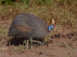 Attēlu rezultāti vaicājumam “Numida meleagris”