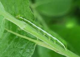 Attēlu rezultāti vaicājumam “Orthosia larvae”