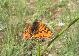 Attēlu rezultāti vaicājumam “Melitaea didyma male”