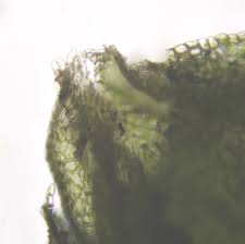 Attēlu rezultāti vaicājumam “Lophozia excisa”