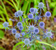 Image result for Edeldistel