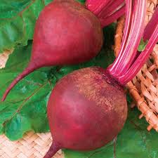 Image result for Beta vulgaris