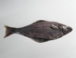 Image result for Hippoglossus hippoglossus