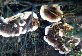 Attēlu rezultāti vaicājumam “Hydnellum ferrugineum”