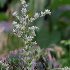 Attēlu rezultāti vaicājumam “Filago arvensis”