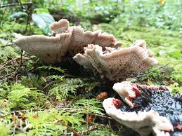 Attēlu rezultāti vaicājumam “Phellodon melaleucus”