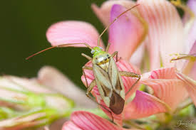 Attēlu rezultāti vaicājumam “Adelphocoris lineolatus imago”