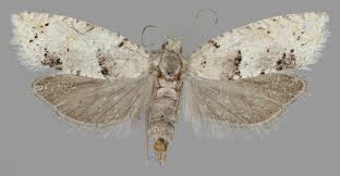 Attēlu rezultāti vaicājumam “Epinotia bilunana”