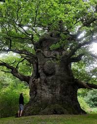 Attēlu rezultāti vaicājumam “Quercus robur”