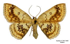 Attēlu rezultāti vaicājumam “Cyclophora annularia”