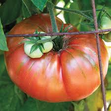 Afbeeldingsresultaat voor brandywine sudduth tomato