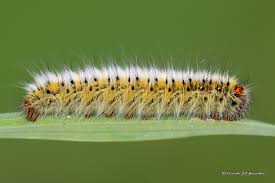 Attēlu rezultāti vaicājumam “Lasiocampa trifolii male”