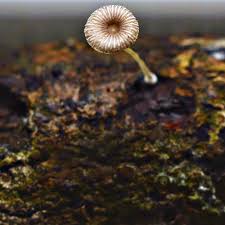 Attēlu rezultāti vaicājumam “Mycena”