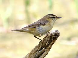 Attēlu rezultāti vaicājumam “Acrocephalus schoenobaenus adult”