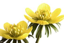 Attēlu rezultāti vaicājumam “Eranthis hyemalis”