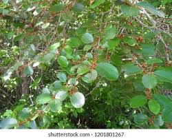 Attēlu rezultāti vaicājumam “Campylium chrysophyllum”