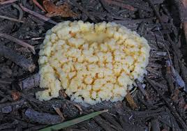 Attēlu rezultāti vaicājumam “Brefeldia maxima macro”