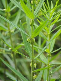 Attēlu rezultāti vaicājumam “Polygonatum verticillatum”