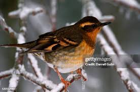 Image result for Ixoreus naevius