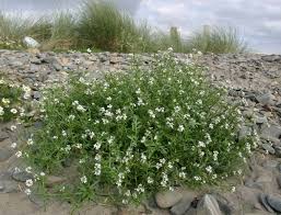 Attēlu rezultāti vaicājumam “Cakile maritima subsp. baltica leaf”