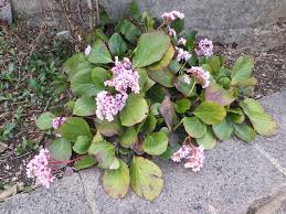 Attēlu rezultāti vaicājumam “Bergenia crassifolia”