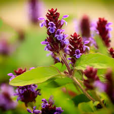 Attēlu rezultāti vaicājumam “Prunella vulgaris leaf”