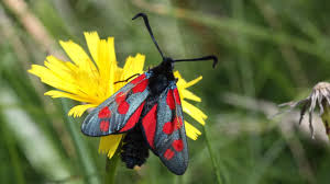 Attēlu rezultāti vaicājumam “Zygaena filipendulae”