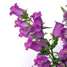 Image result for Campanula lingulata