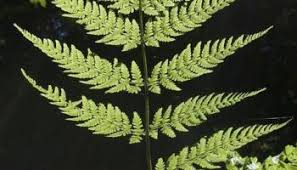 Attēlu rezultāti vaicājumam “Dryopteris expansa”